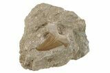 Otodus Shark Tooth Fossil in Rock - Morocco #230918-1